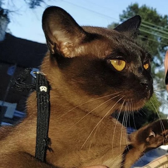 Romeo cat lost 19 june